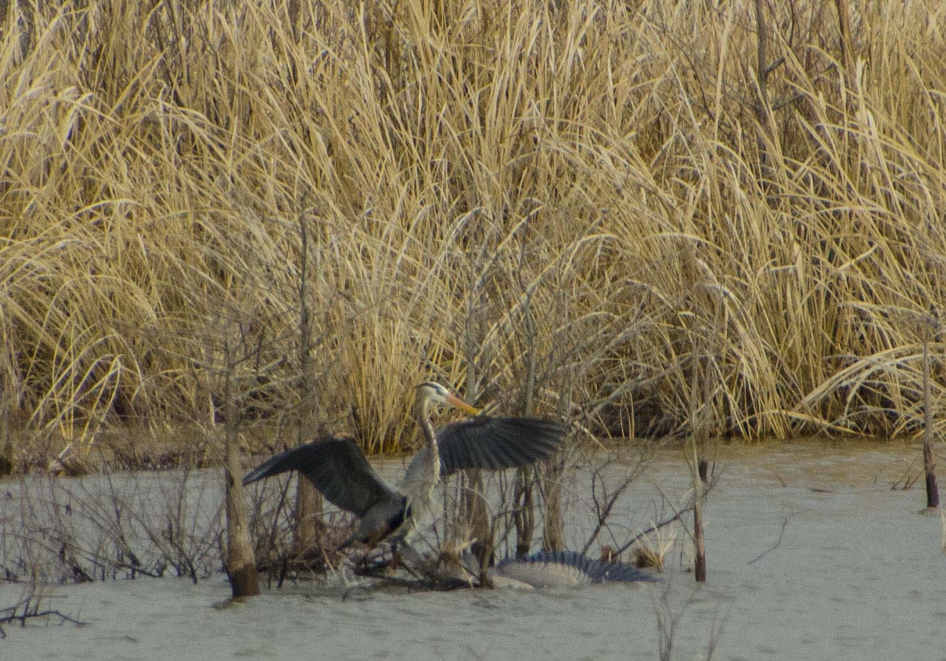 SNWR-Bluff Unit for Blog_10.JPG