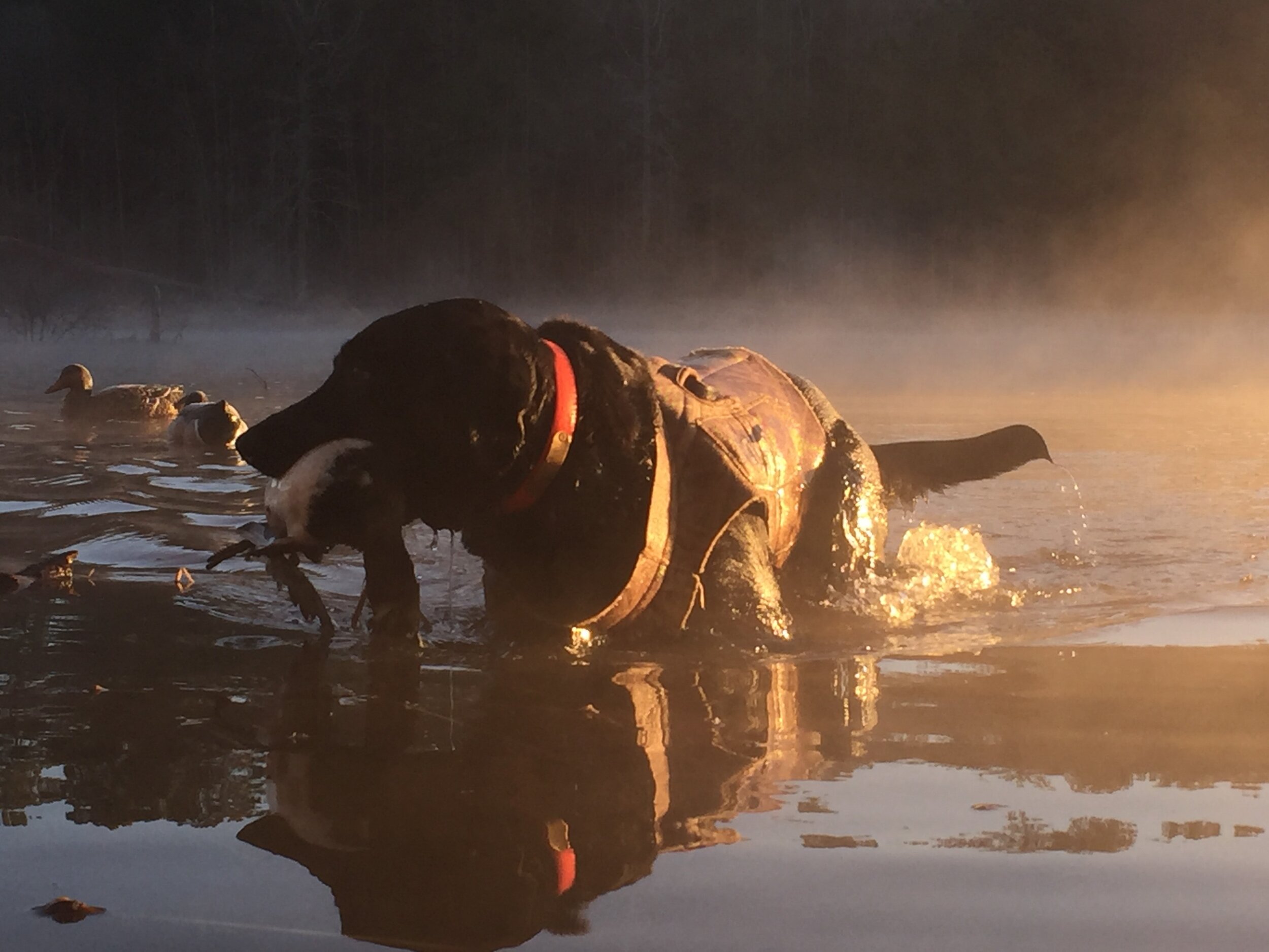 Willie Ringer Fog 2.jpg