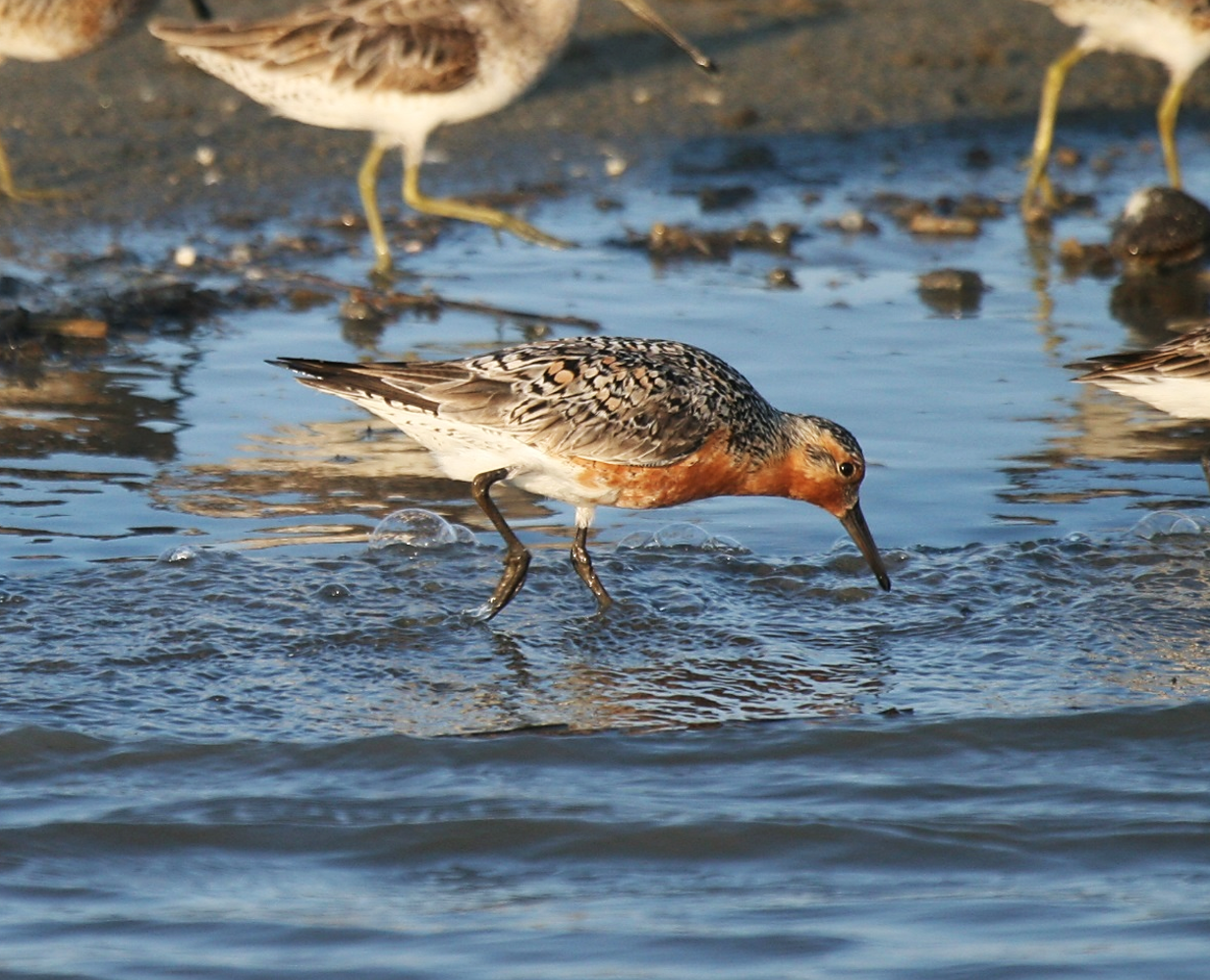 A migrating red knot looks for a meal on a South Carolina beach. [SCDNR photo by Felicia Sanders]