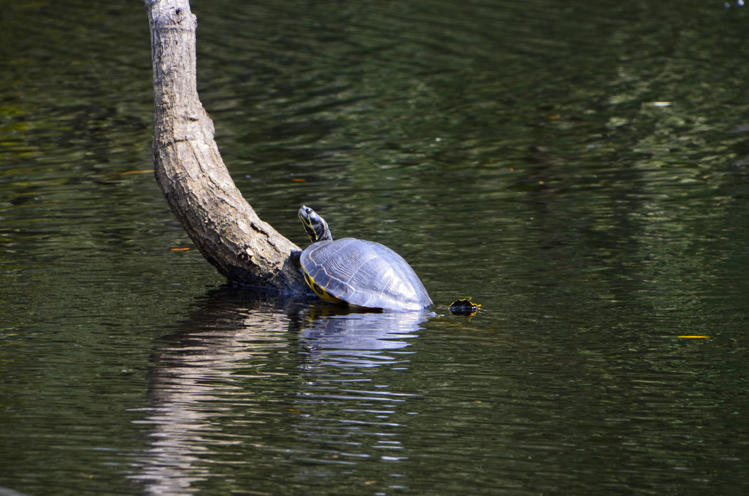  Slider in the water at Chris Anderson Landing. 
