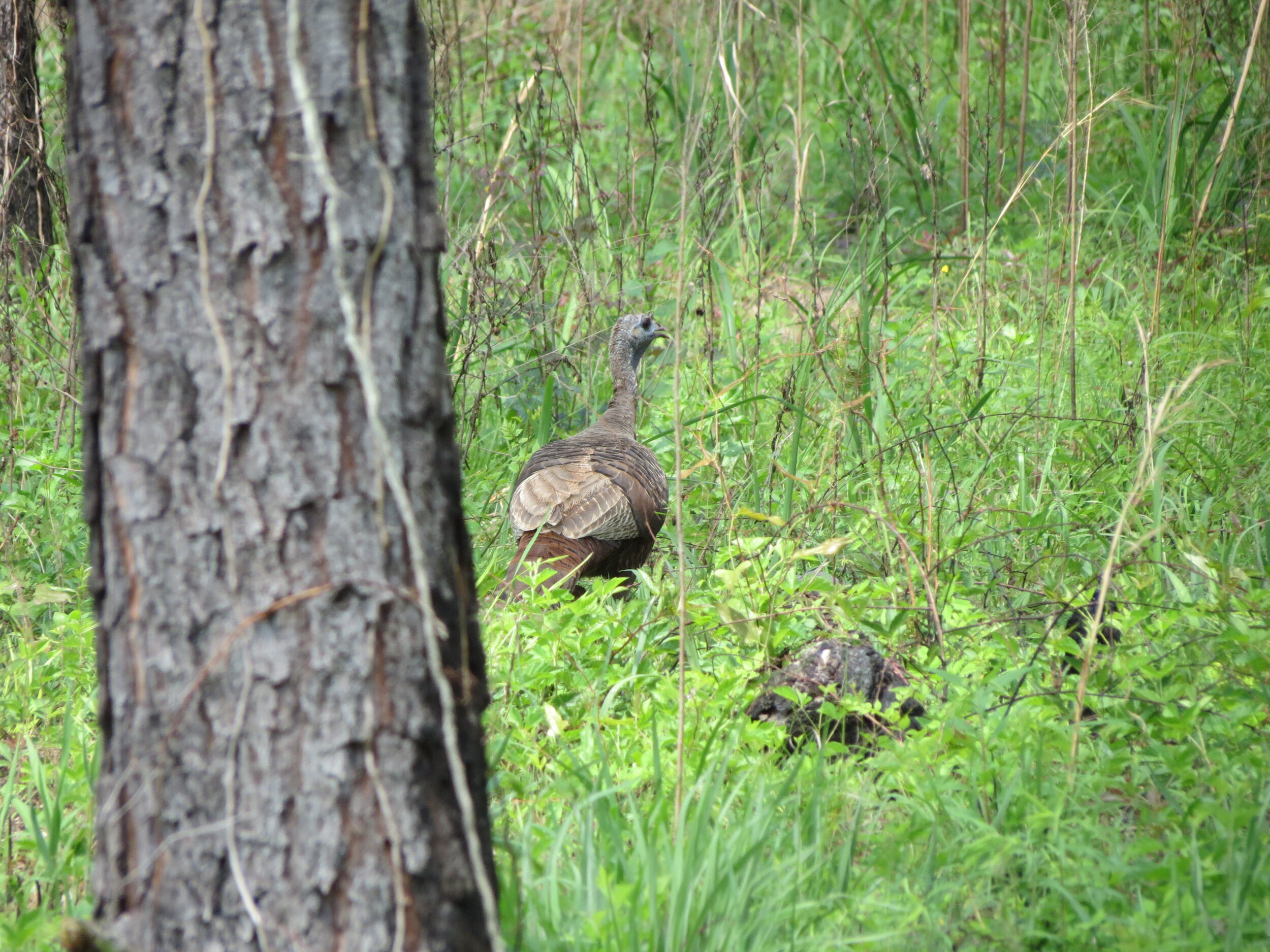 Wild turkey’s keen senses make them a challenge to hunt like no other. [SCDNR photo]