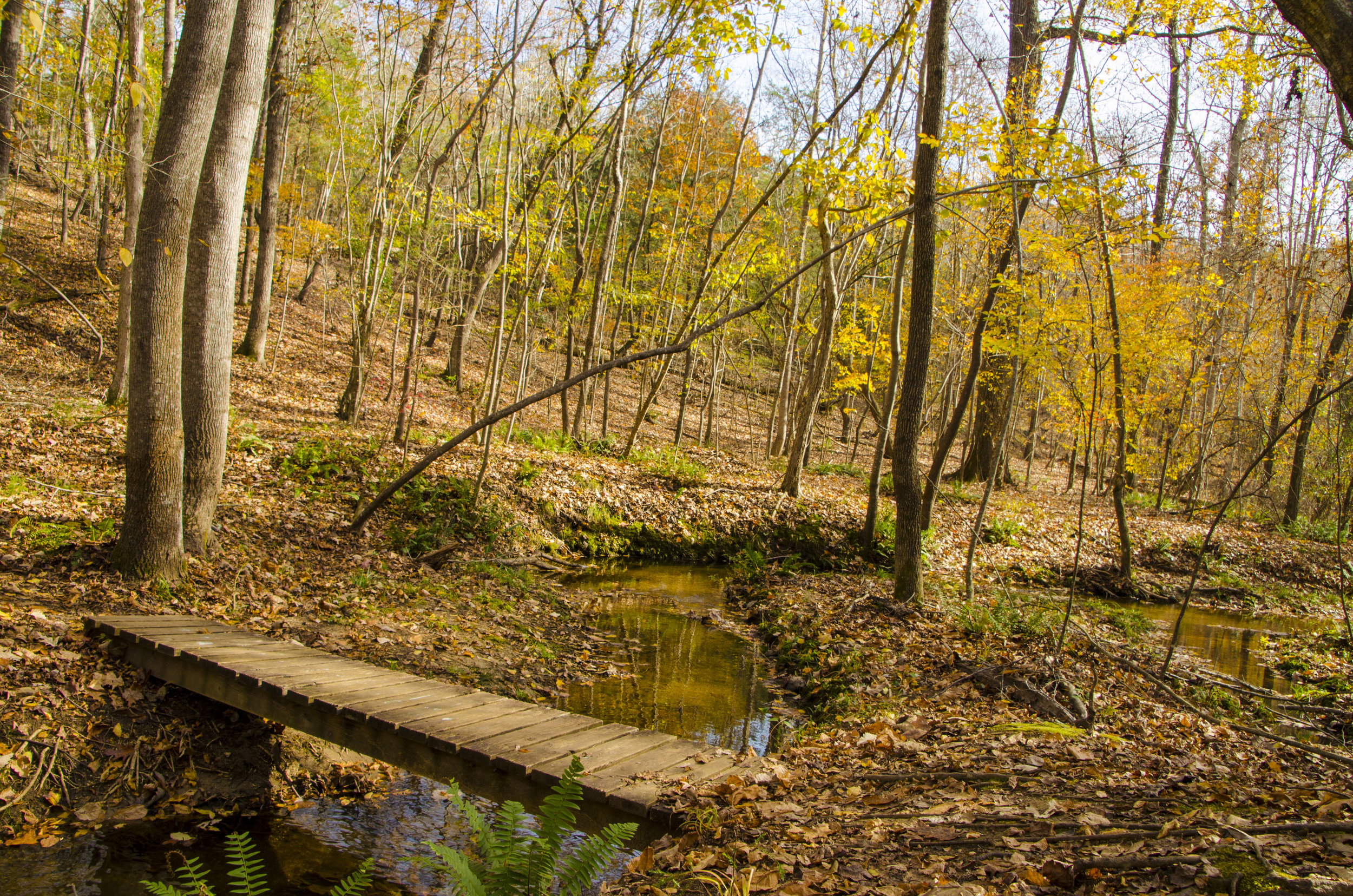 Wooden bridges guide you on your way as the trail crosses the creek in several places.