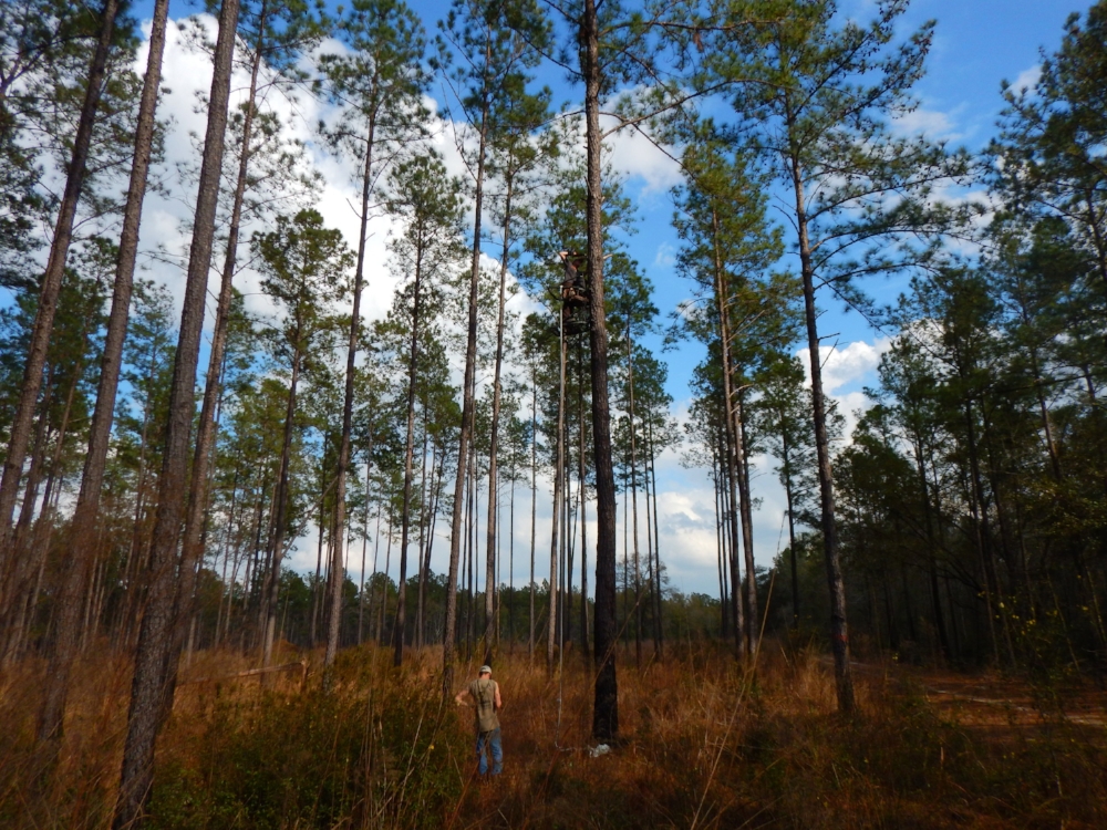 Researchers Kyle Zinn and Alaina Gerrits install a remote sound recorder on Hamilton Ridge WMA. Recordings from the unit will be used as part of a multi-years "chronology study" into the movements of wild turkeys.