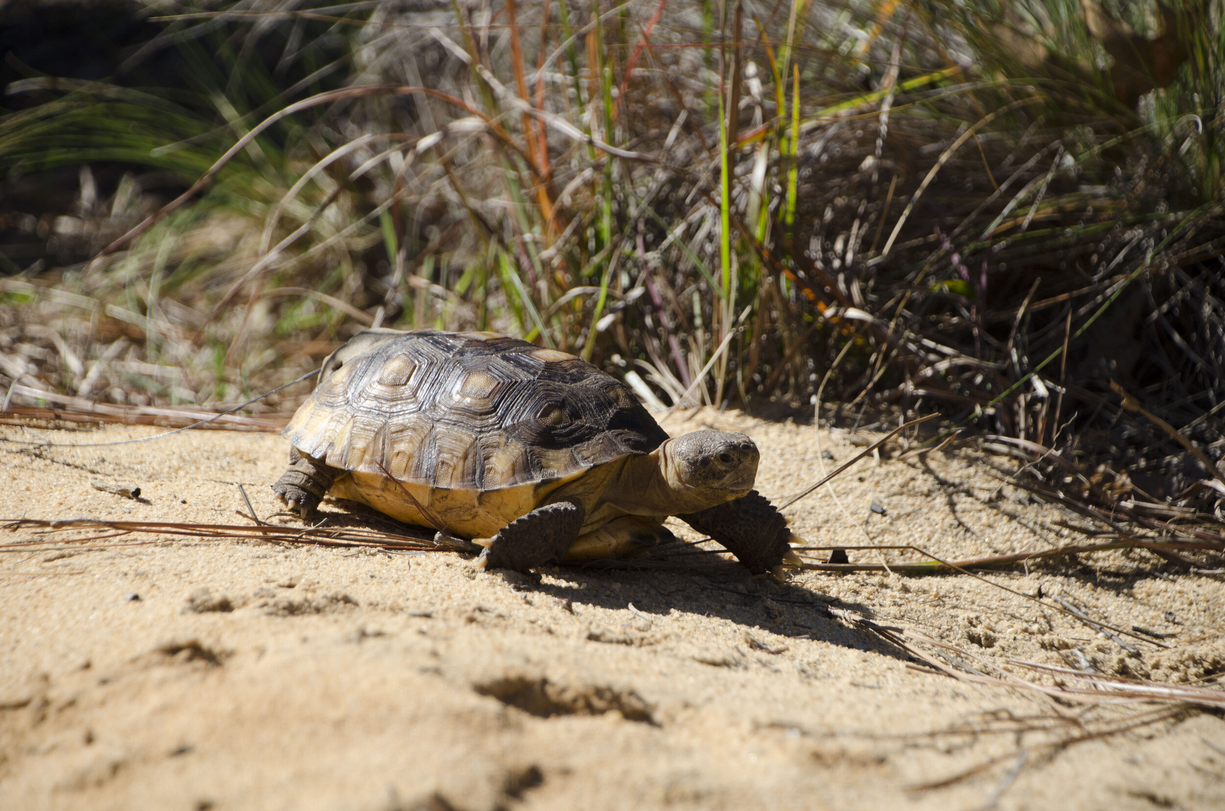 AGTHP Headstart Release by DLucas_025.JPG