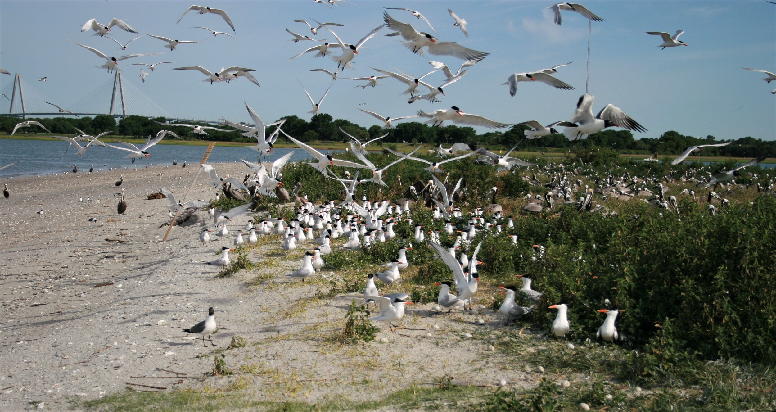 Terns, skimmers and other seabirds nest on Crab Bank Seabird Sanctuary in this photo from 2008. [SCDNR photo]