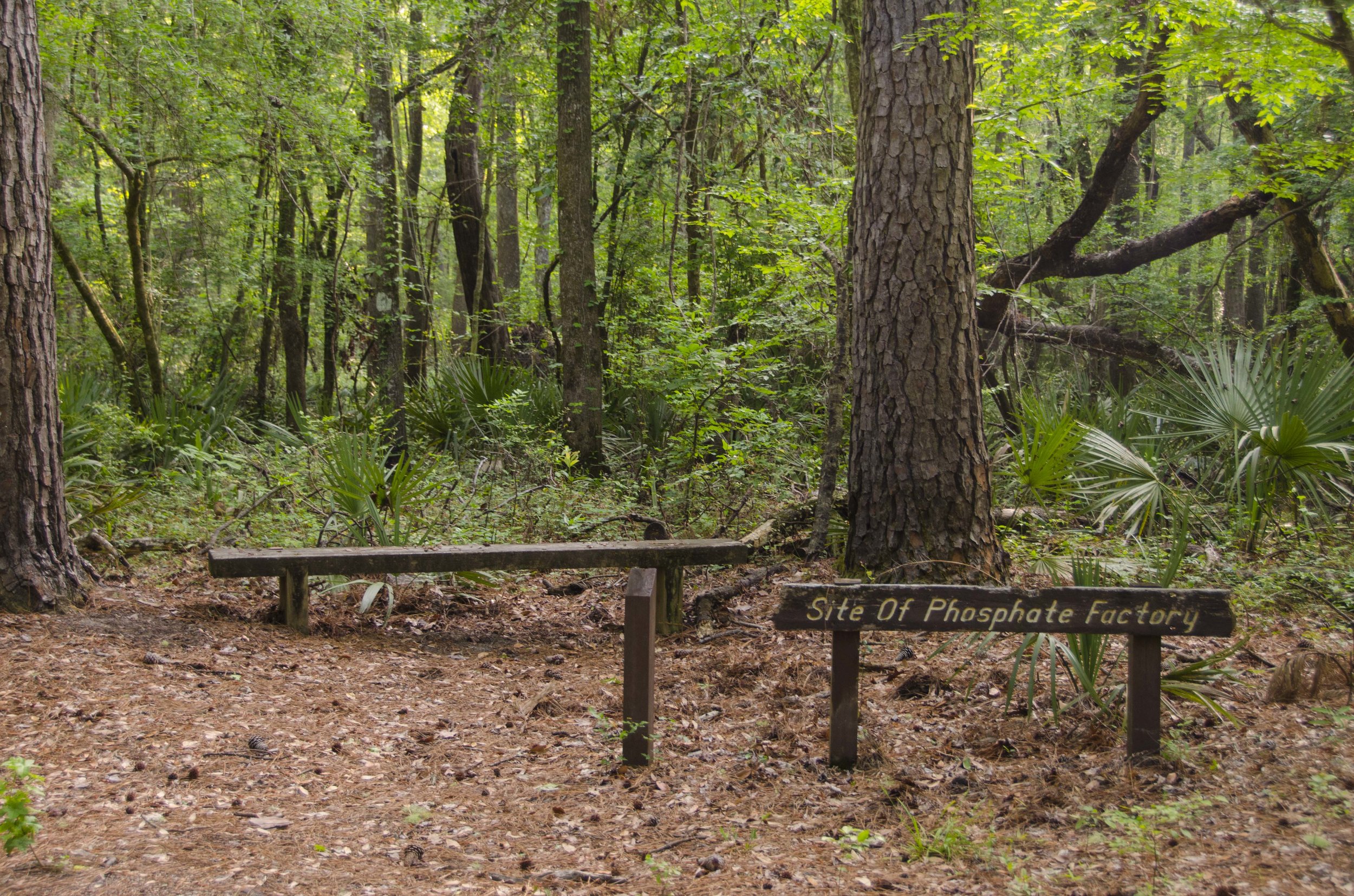 Edisto Trail best for Blog_35.JPG