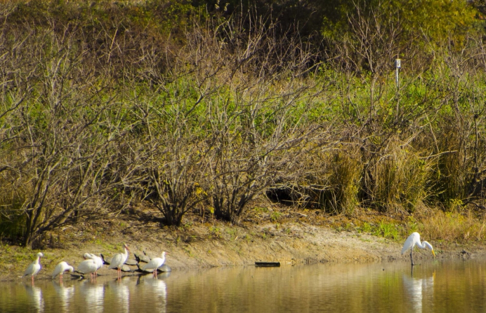 A group of white Ibis and an egret share space along the edge of one of the Audubon Center ponds with some turtles.