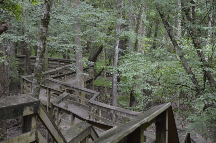 The boardwalk along the River is a great place to explore, with an amazing amount of bird life and other wildlife represented in the floodplain below.