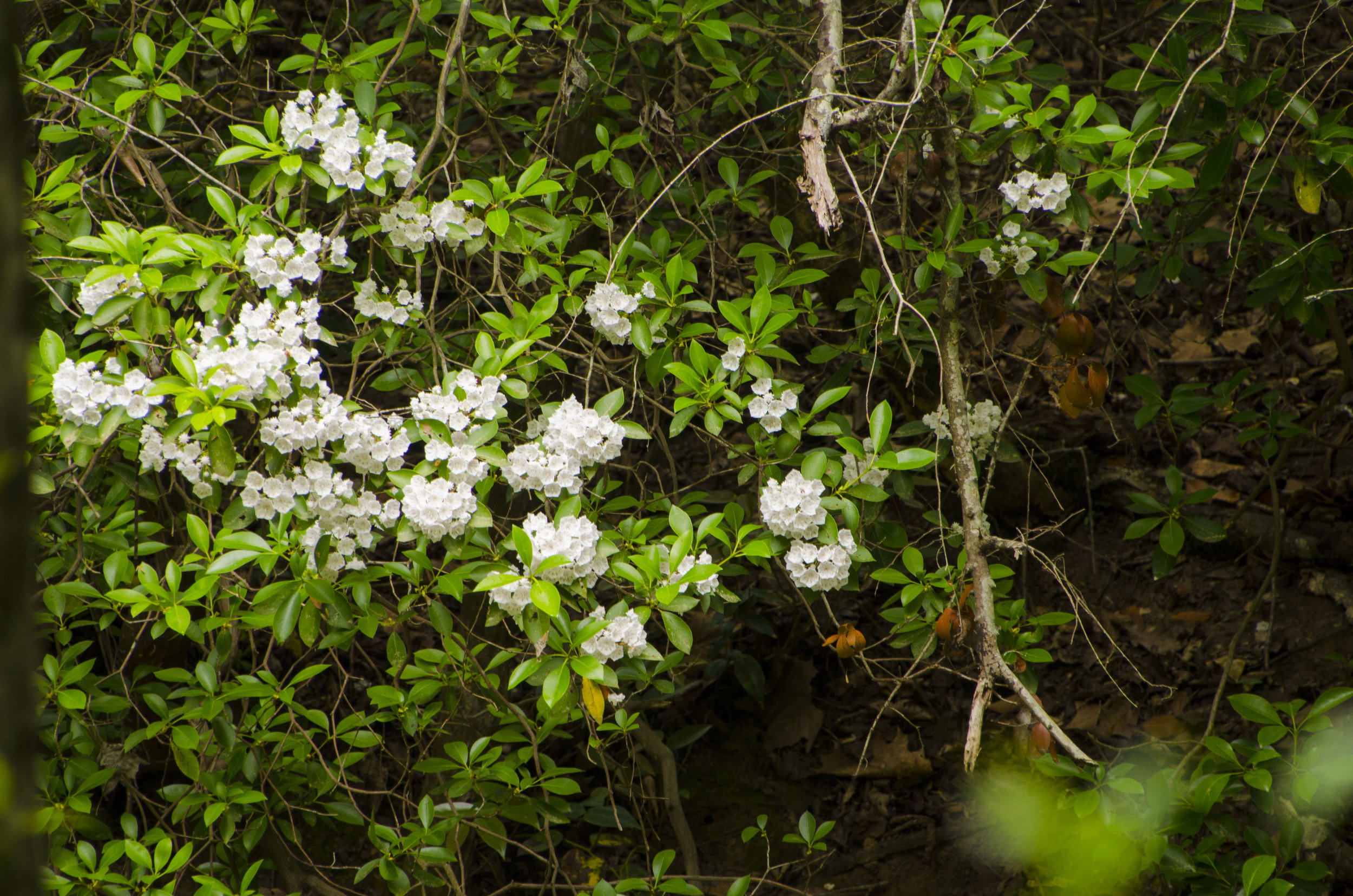 LCSP and Catawba Riverwalk for FB_13.JPG