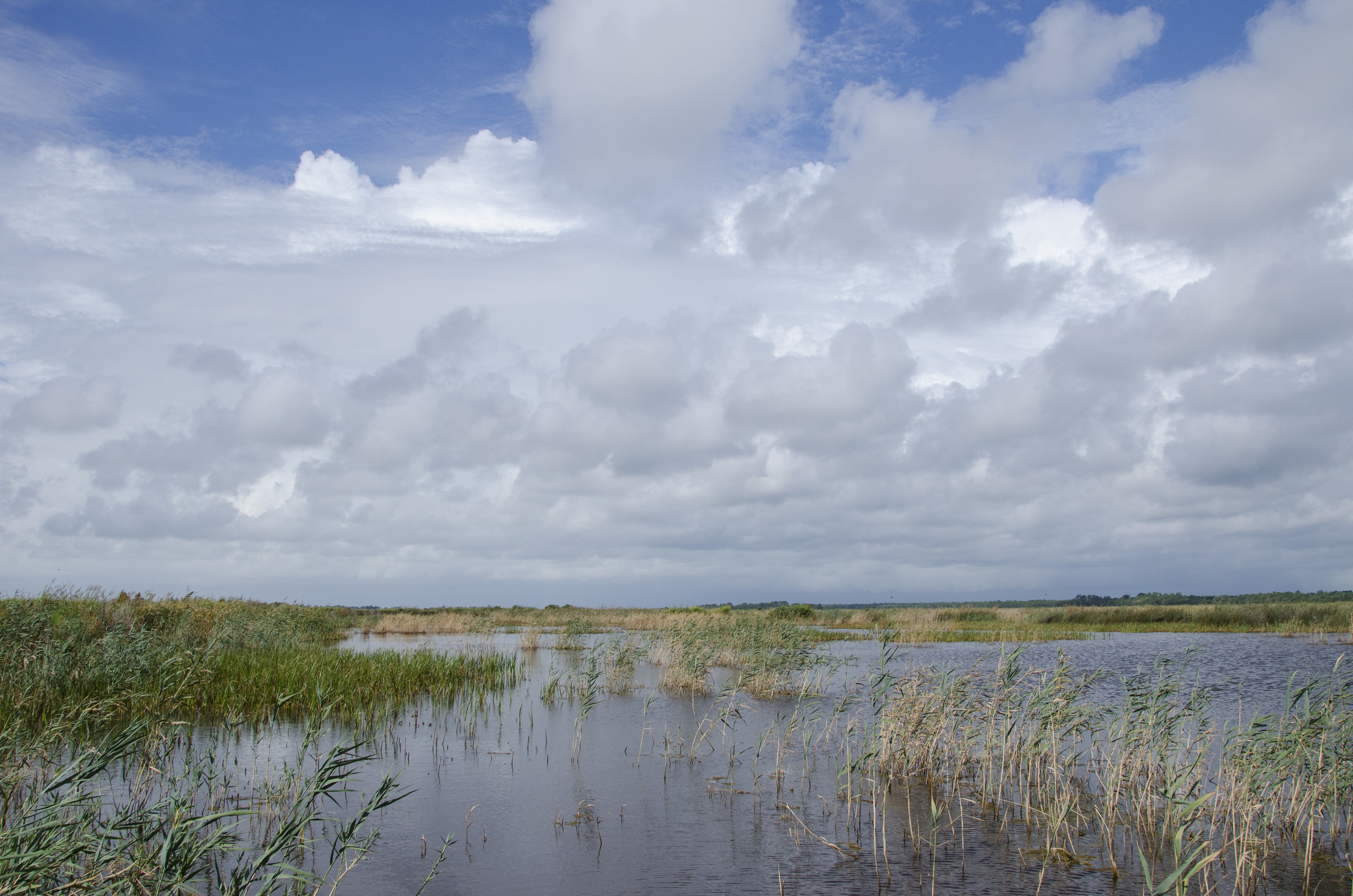The view of The Cape at Santee Coastal Reserve WMA from the front seat of the "Marshmaster." Managing a property like this takes the right tools and the right personnel.