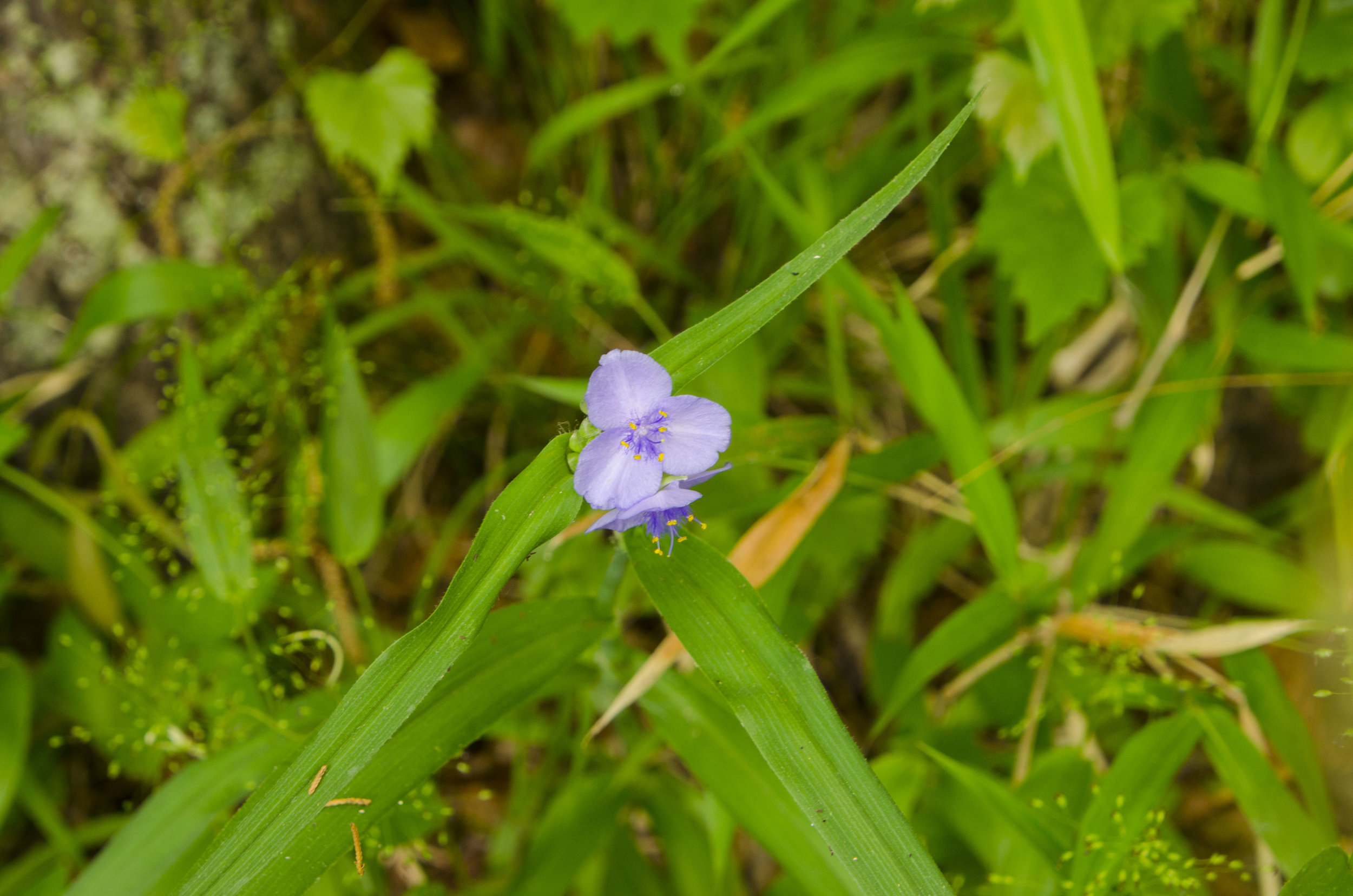 LCSP and Catawba Riverwalk for FB_11.JPG