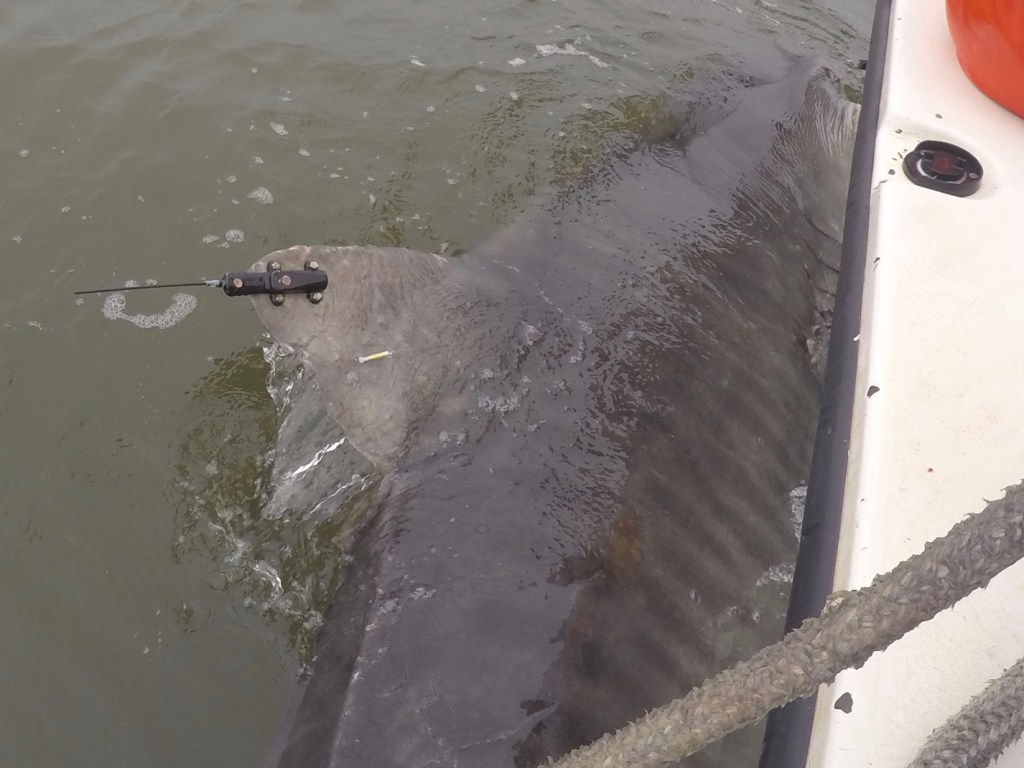 Shark-Tagging Expedition Heads to&nbsp;Lowcountry