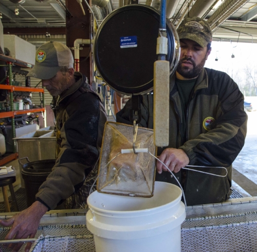 Hatchery Manager Lane Hite and Assistant Manager Brian Boyleston use scales to get an accurate weight count on a bucket of fingerlings.