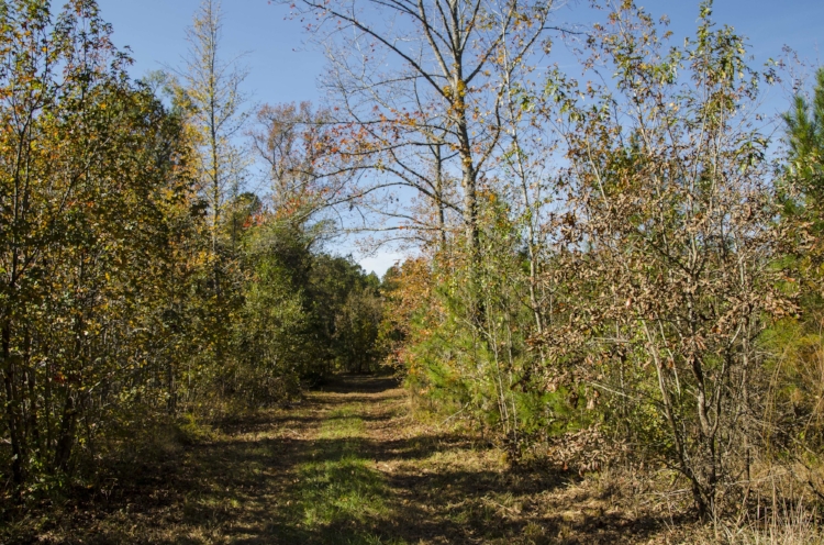 On the Tanager Trail loop.....&nbsp;(SCDNR photo by David Lucas)