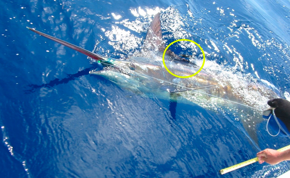 What Do We Find When We Track Sailfish&nbsp;Continuously?