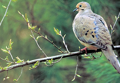 Mourning dove. SCDNR photo