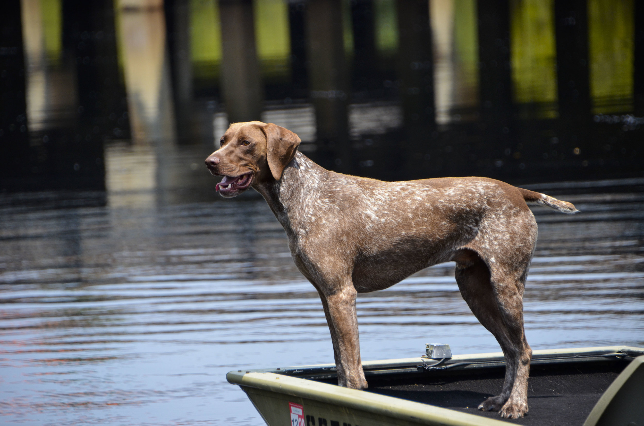  This guy is always ready for a boat ride — at Chris Anderson Landing. 