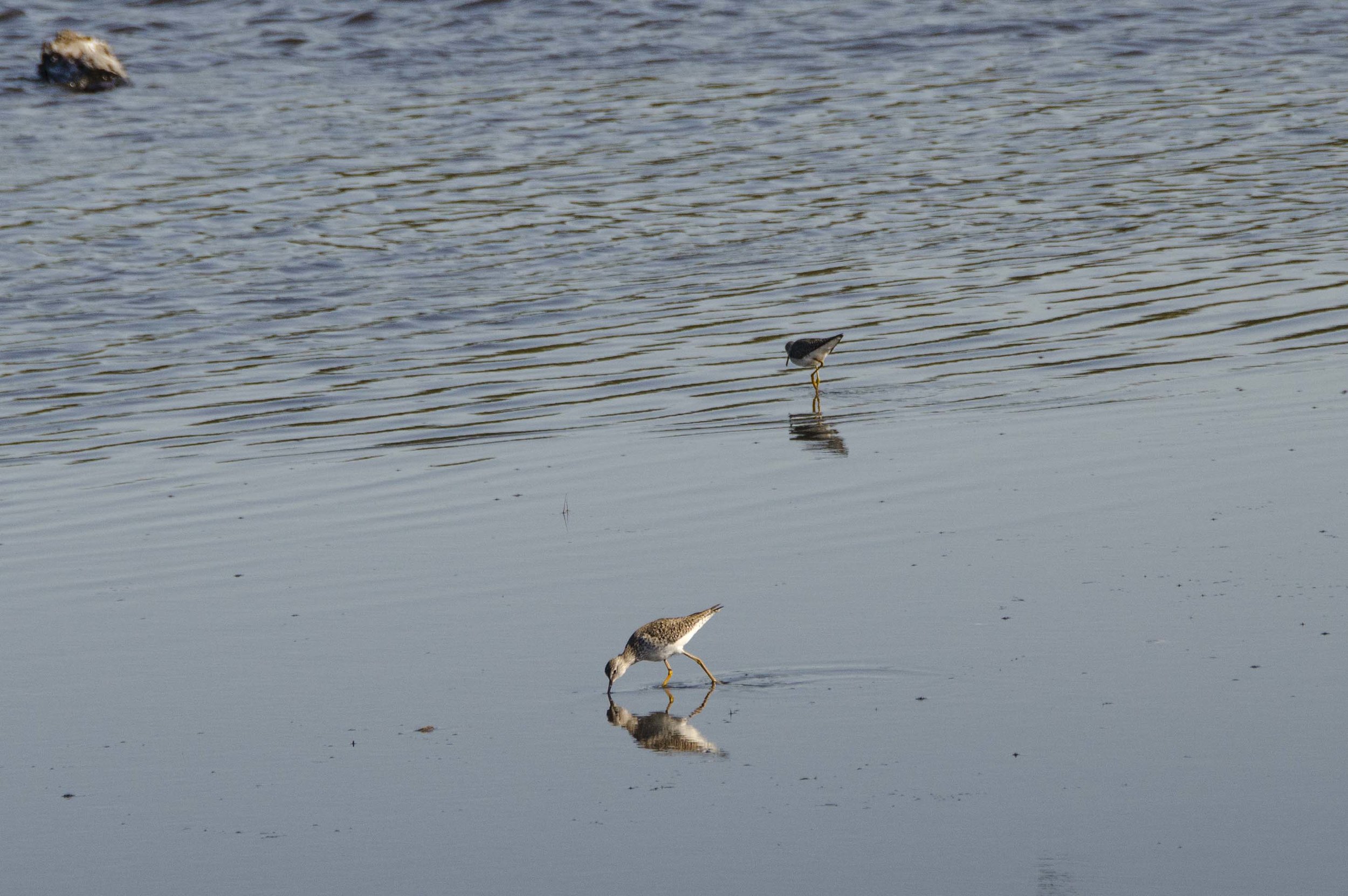 Yellowlegs by DLucas.JPG