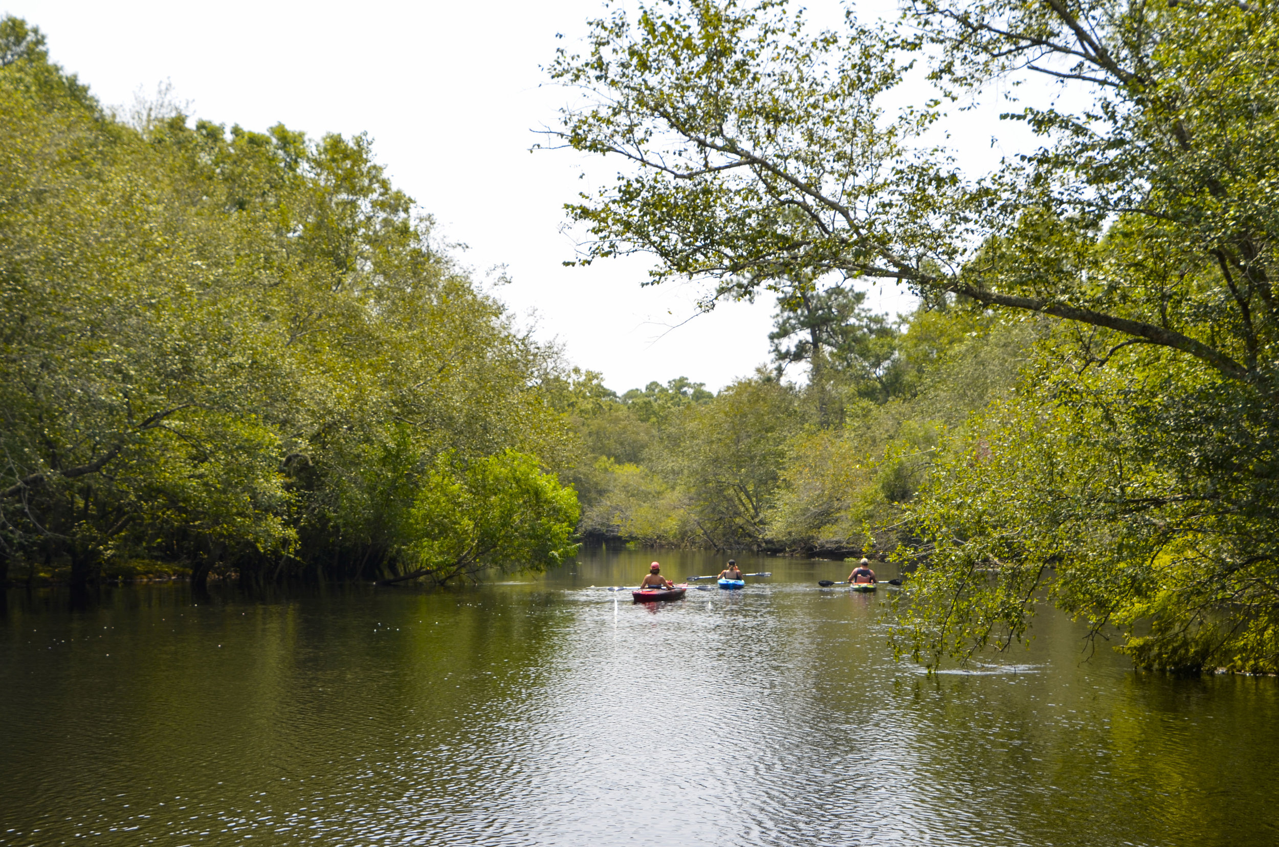  Headed towards the heart of the WRHP from Chris Anderson Landing. [Note: The SCDNR strongly urges all boaters to wear an approved PDF at all times while on the water.] 