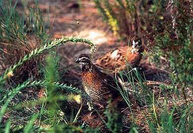quail4.jpg