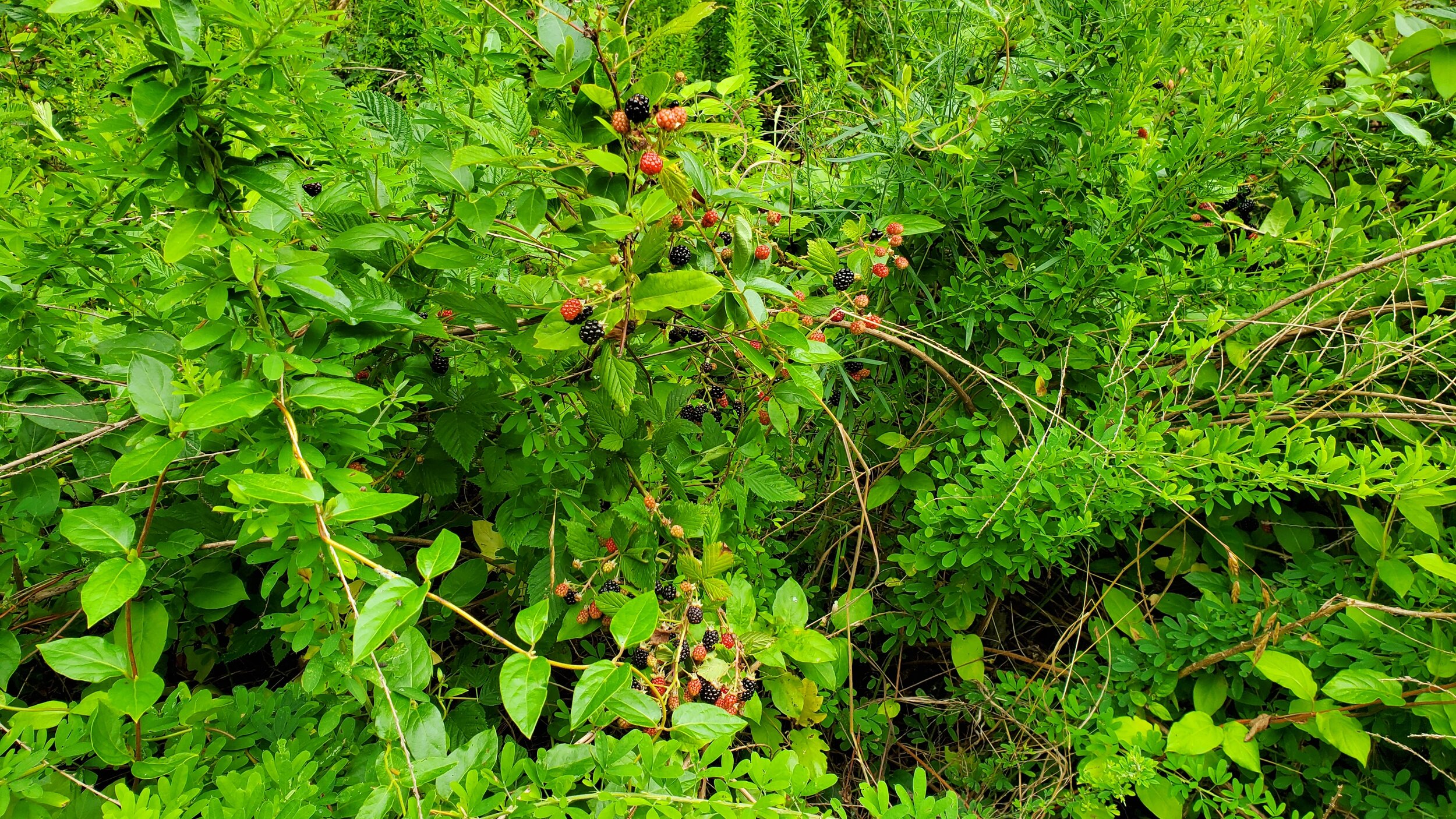 Trailside blackberry bushes are an added bonus on any outdoor adventure.