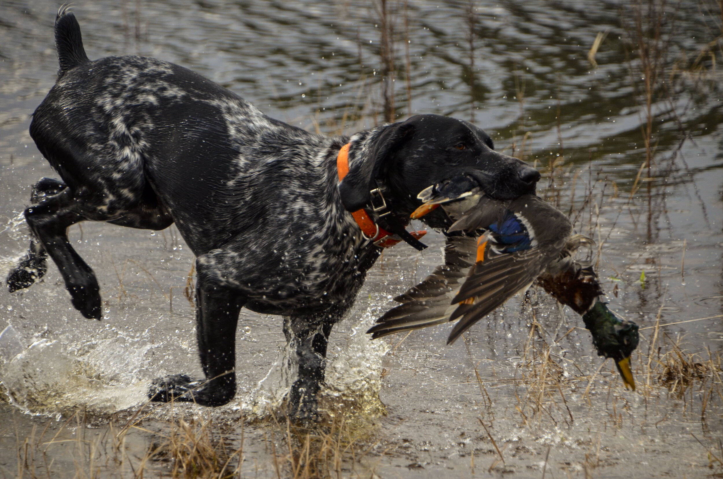 Love Farm Dog Photos_DLucas_221_1.JPG