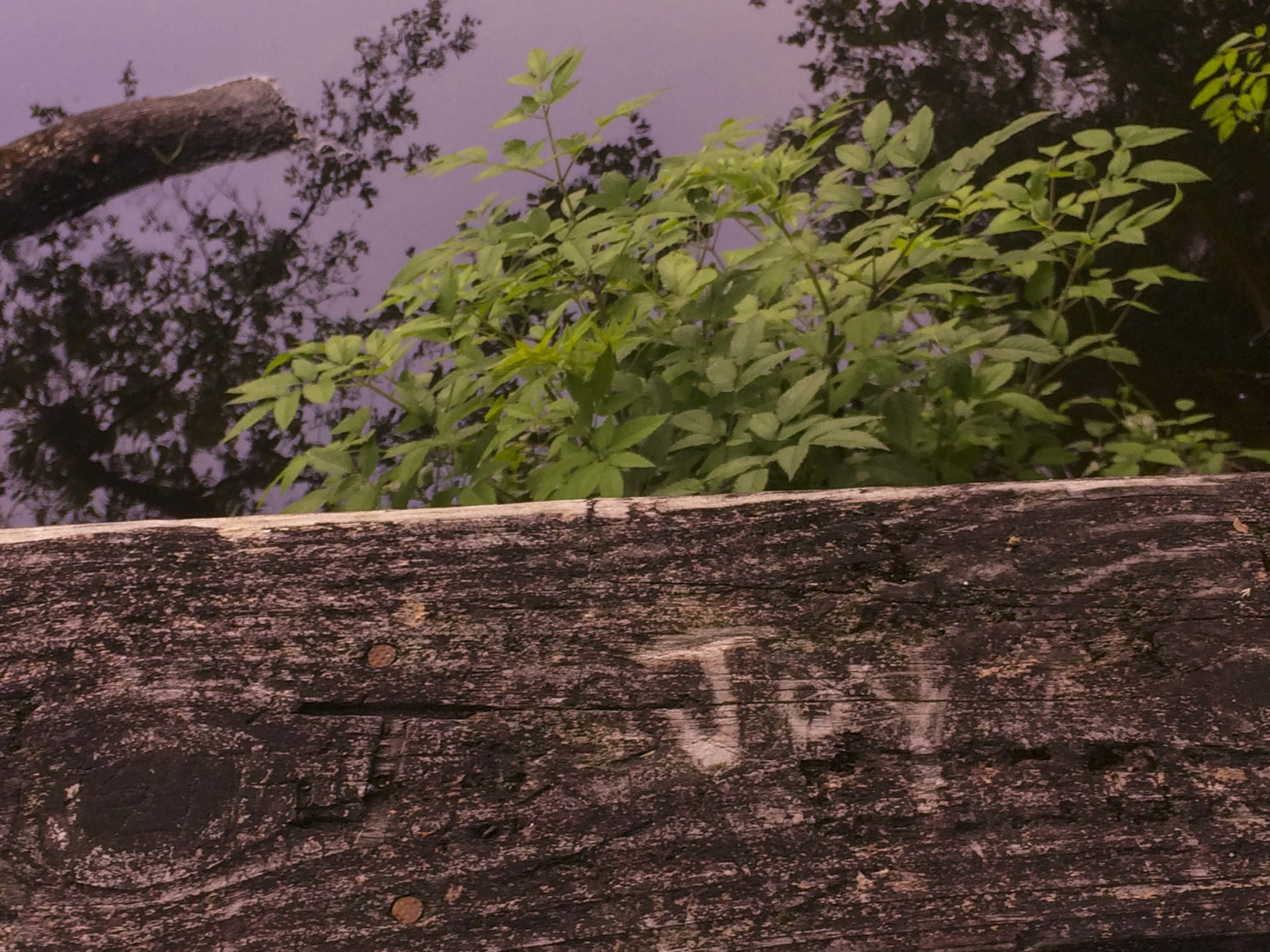 Edisto Trail best for Blog_31.JPG