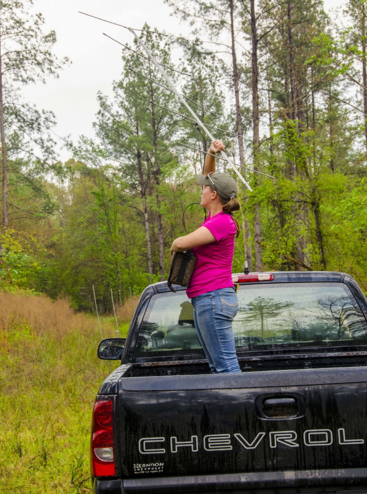 Gerrits tands in the back of the truck in hopes of picking up a signal. from one of "her" birds.