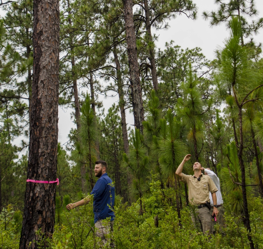 Wildlife biologist Mark Pavlosky (left), Hitchcock Woods Superintendent Bennett Tucker and Hitchcock Woods Foundation board member Randy Wolcott mark a tree where a red-cockaded woodpecker recently translocated to the property has begun excavating a…