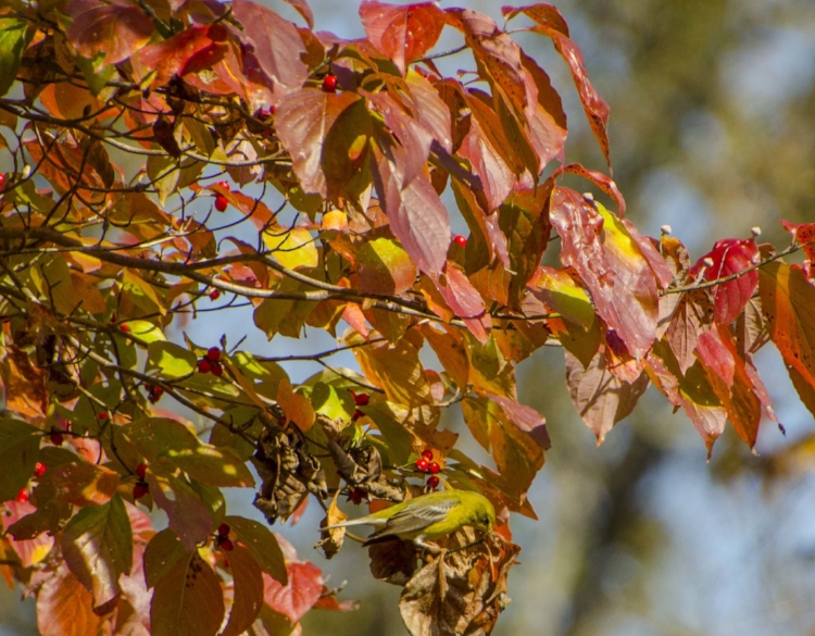 Gorging on dogwood berries.&nbsp;(SCDNR photo by David Lucas)