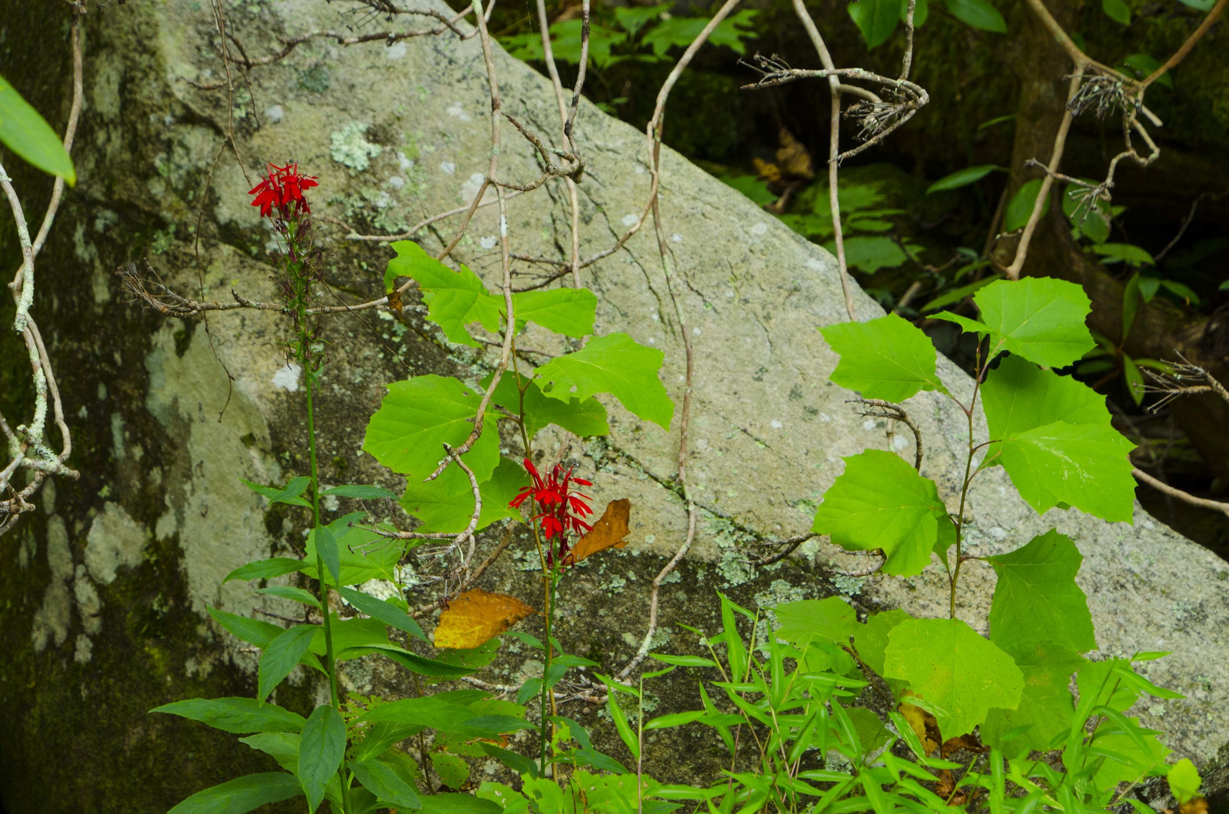 Reedy Cove Falls for Blog by DLucas_10.JPG