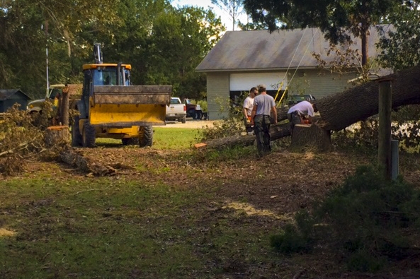 Crews &nbsp;work on cutting up a large oak tree on the grounds of the Webb Wildlife Center.&nbsp;