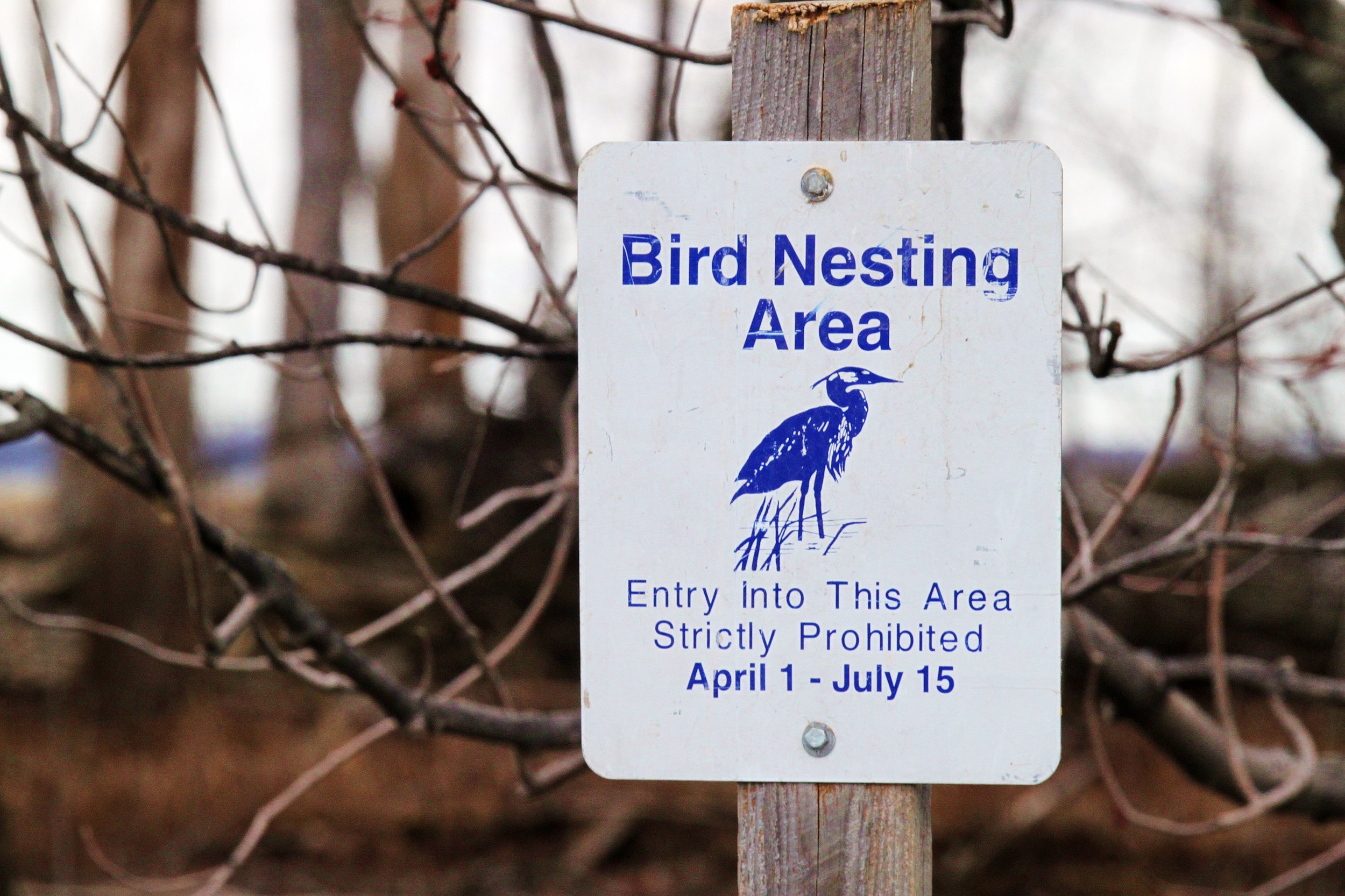 Great blue herons nesting area in the spring at Missisquoi National Wildlife Refuge (USFWS photo)