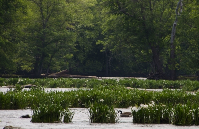 During a recent visit, the spider lilies were only just beginning to bloom. Nonetheless, these resident Canada Geese were having a great time eating and hanging out among the patches of tall lilies. SCDNR photo by David Lucas.