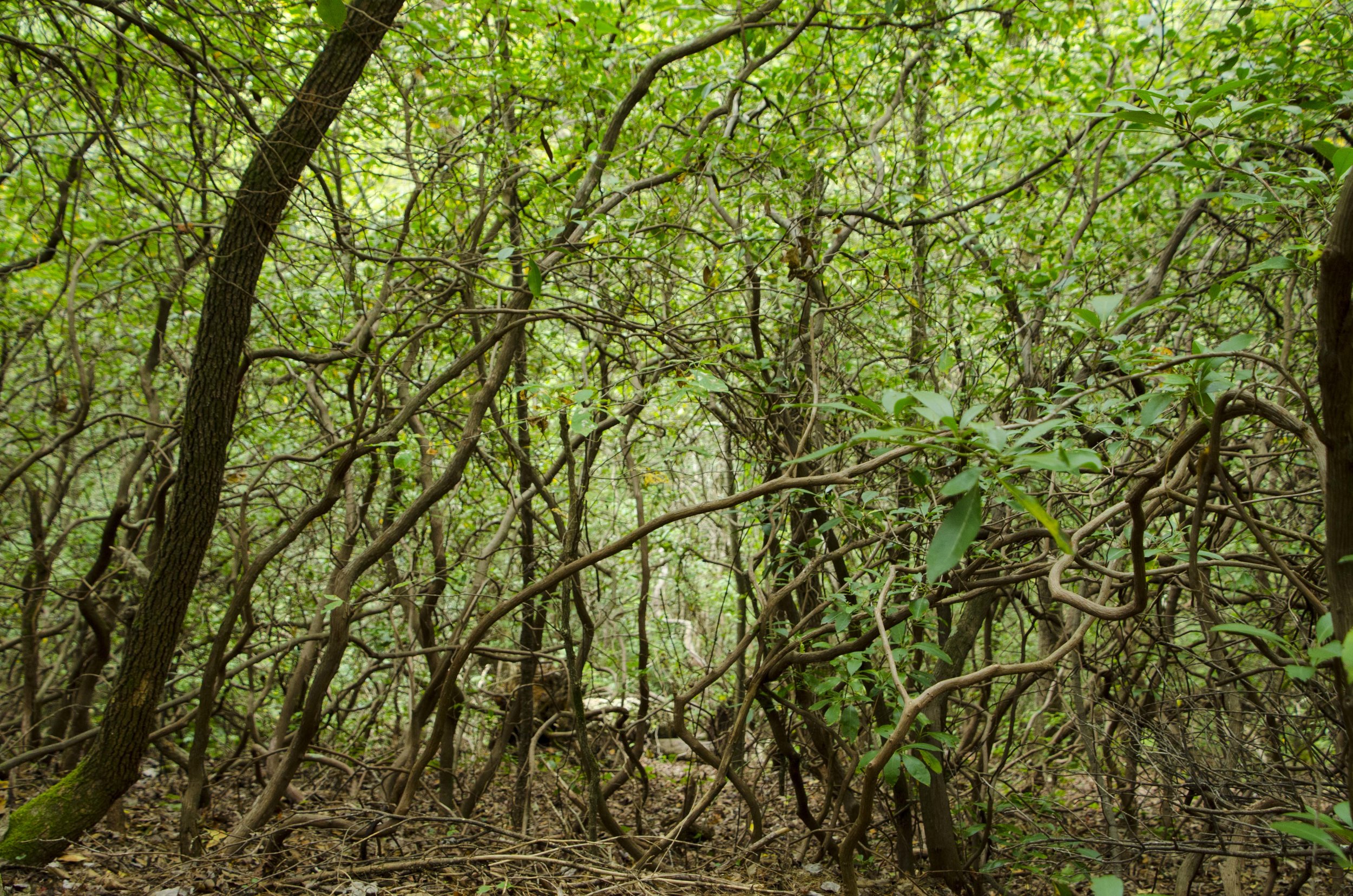 Reedy Cove Falls for Blog by DLucas_3.JPG