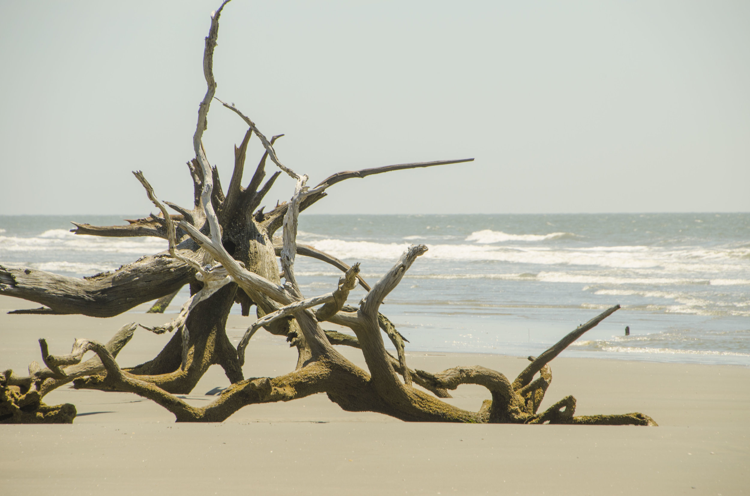 Bulls Island for Blog 035_ by DLucas.JPG