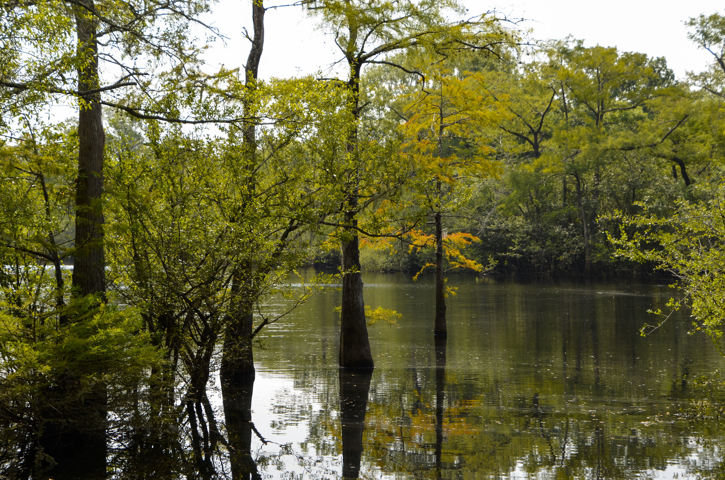  Ox bow lake at Big Savannah Bluff. 