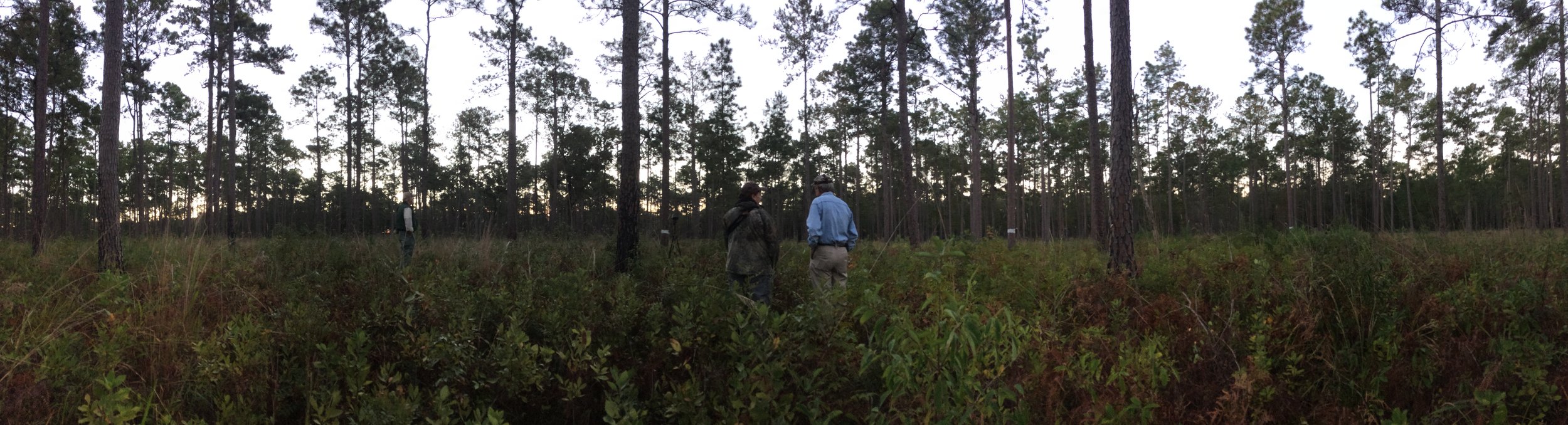 The widely spaced longleaf pines and fire-controlled understory on this section of Donnelley WMA is ideal habitat for RCWs. That's no accident, SCDNR staff spent years carefully preparing this area for the reintroduction of these once-common,&nbsp;b…