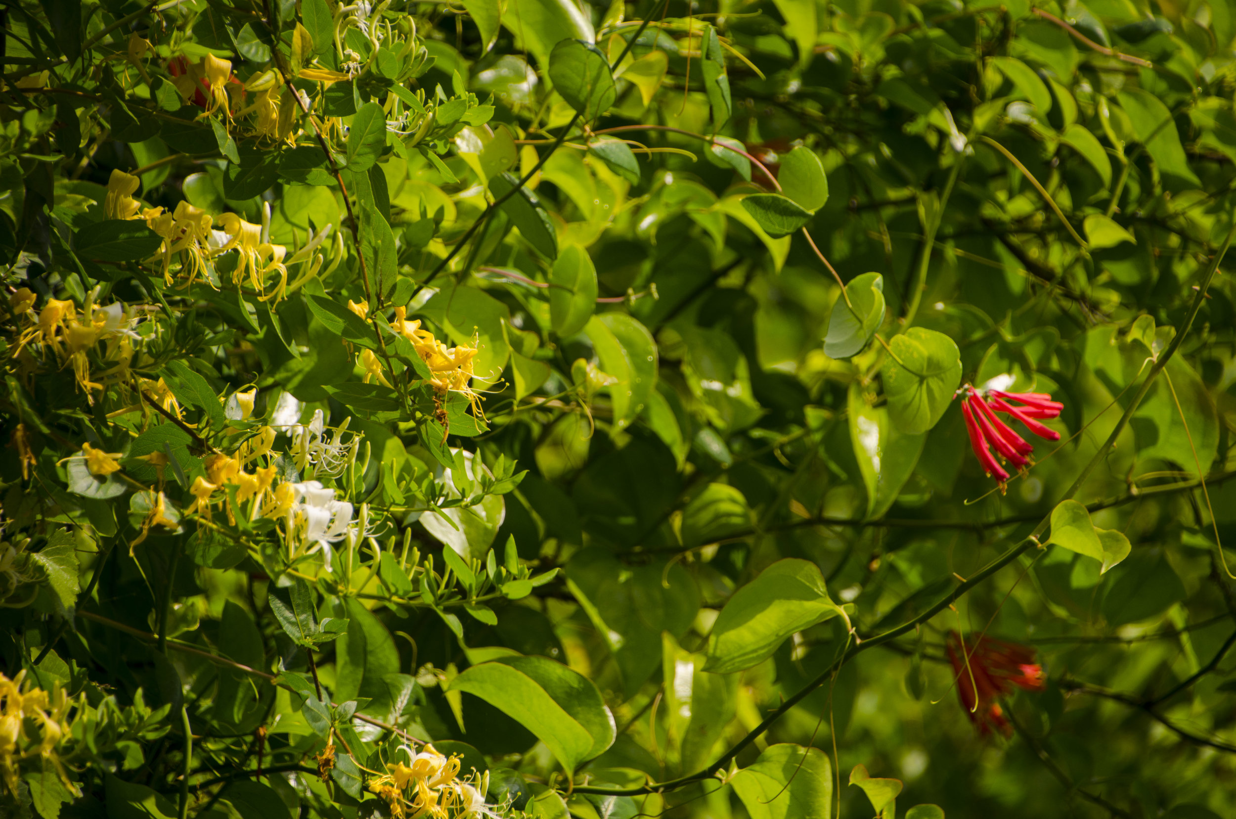 LCSP and Catawba Riverwalk for FB_8.JPG