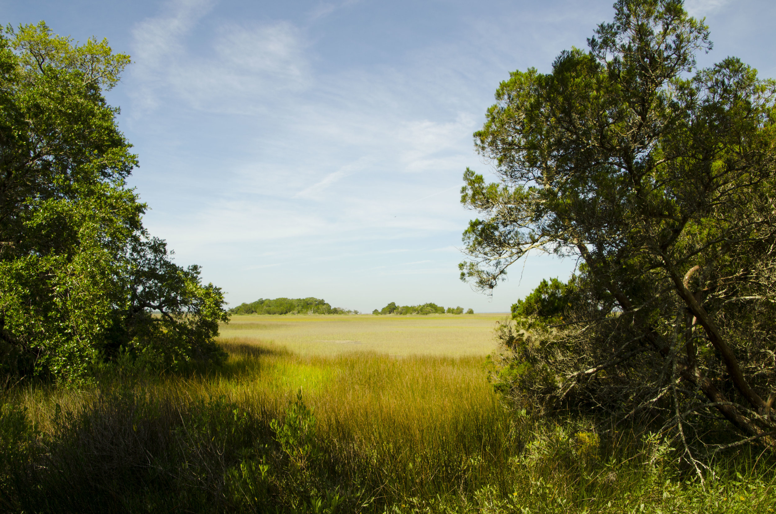  View of the saltmarsh from the Beach Road. 