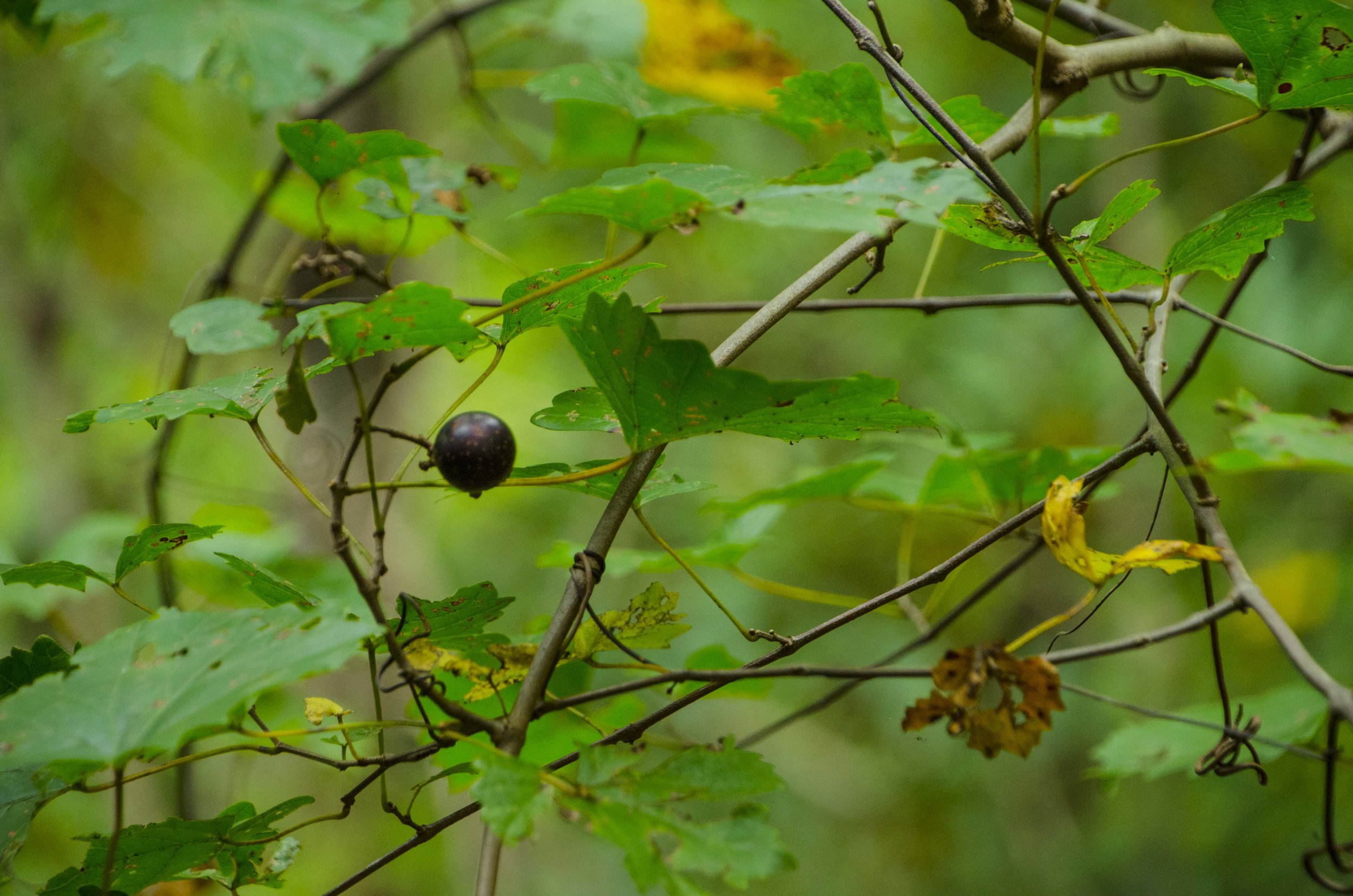 Reedy Cove Falls for Blog by DLucas_6.JPG