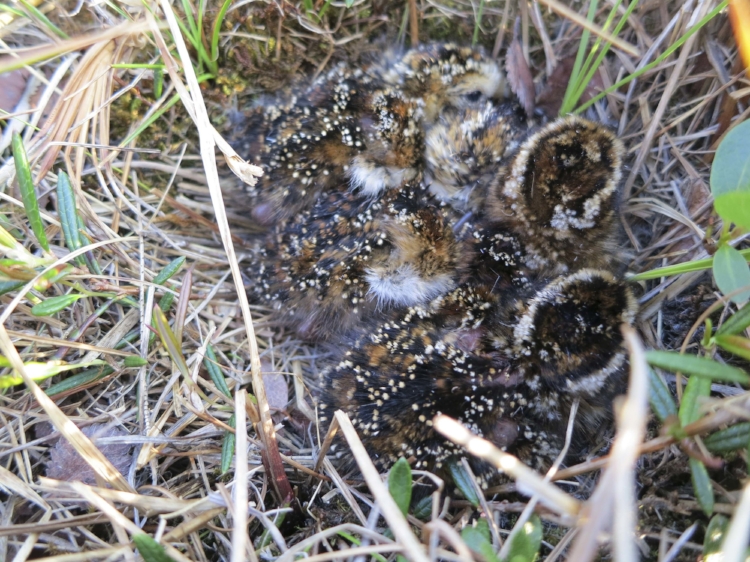 Dunlin chicks nesting near Hudson Bay in Canada. (Photo by Felicia Sanders)