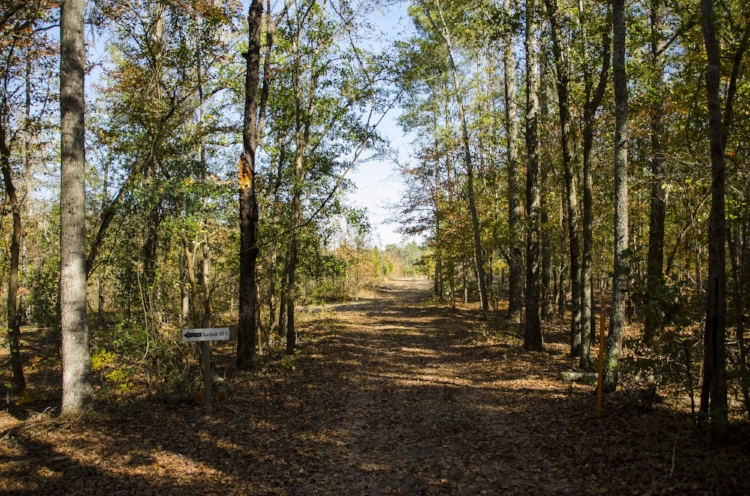 I spotted a pair of pileated woodpeckers at this junction where the trail splits off to the boardwalk.