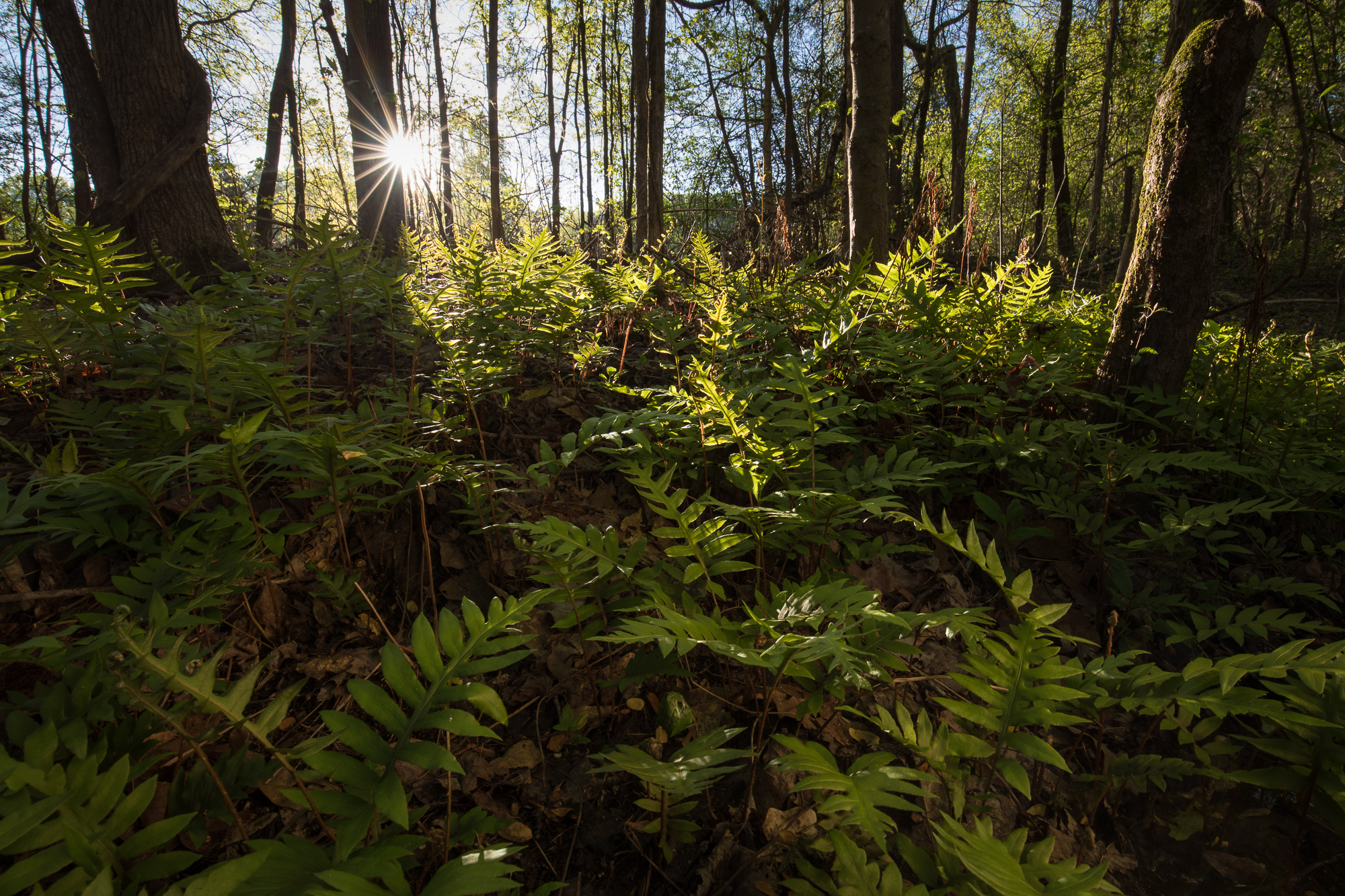 Fast action by Naturaland Trust and other agencies allowed the SCDNR to protect 55 acres in Greenville County. The property was purchased using a Recovery Land Acquisition grant from the U.S. Fish and Wildlife Service and partner funding from SCDNR …