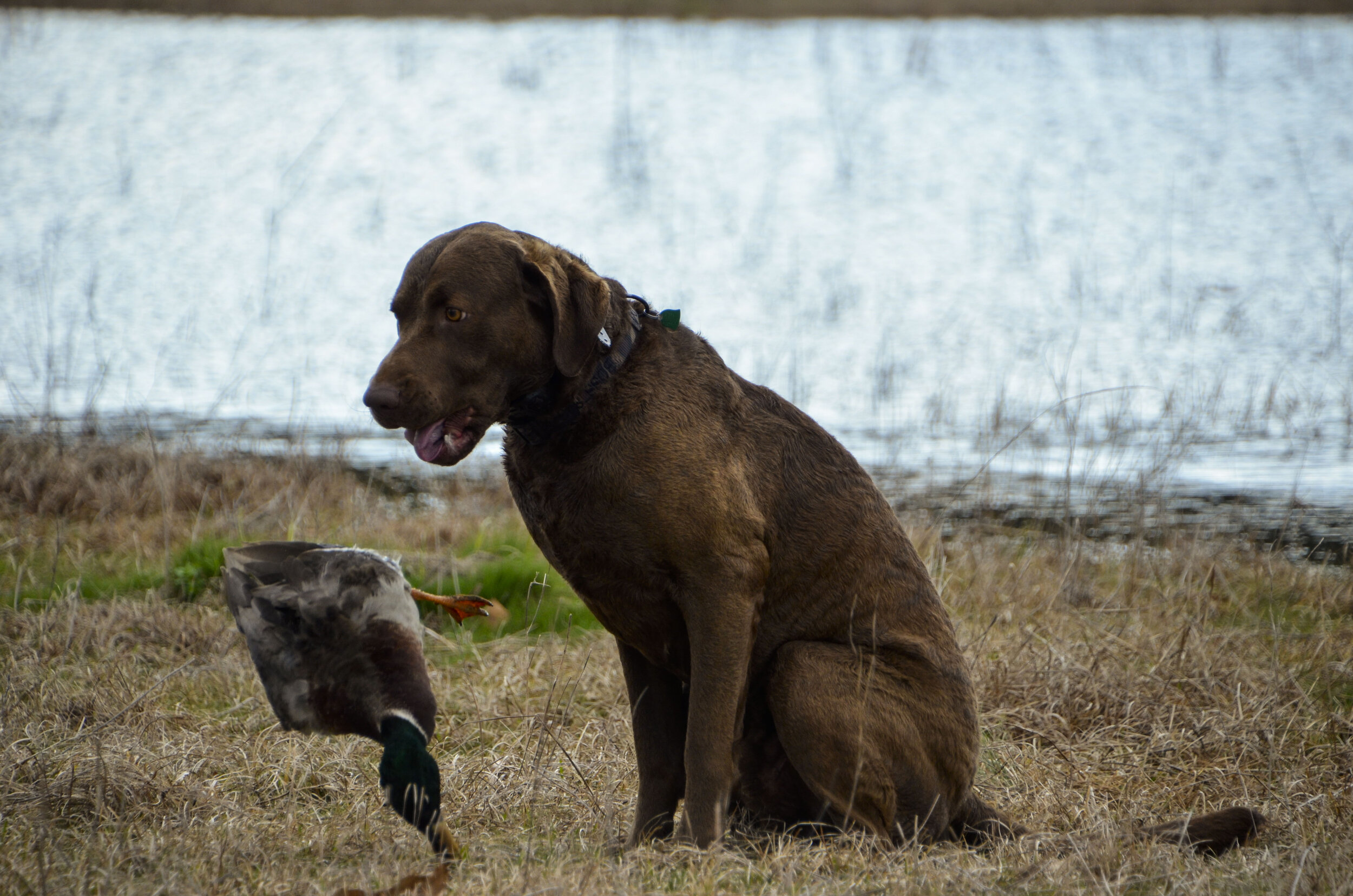 Love Farm Dog Photos_DLucas_148_1.JPG