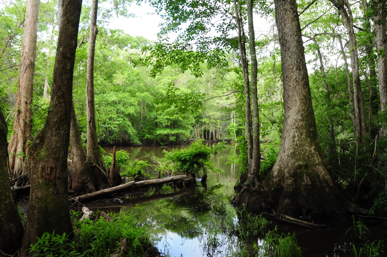 Lynches River in the Pee Dee region of South Carolina was designated a "State Scenic River" in two sections in 1994 and in 2008 (lower section). [photo by Stewart Grinton]