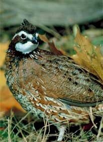 quail5.jpg
