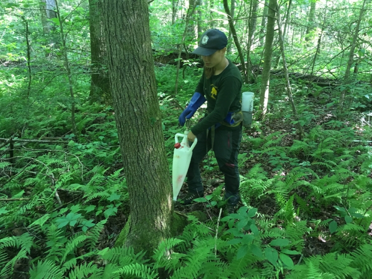 Team member Jackie Failla treats the base of a hemlock tree surrounded by shade loving ferns. [Below] a blue mark is used to keep track of the trees that have been successfully treated.
