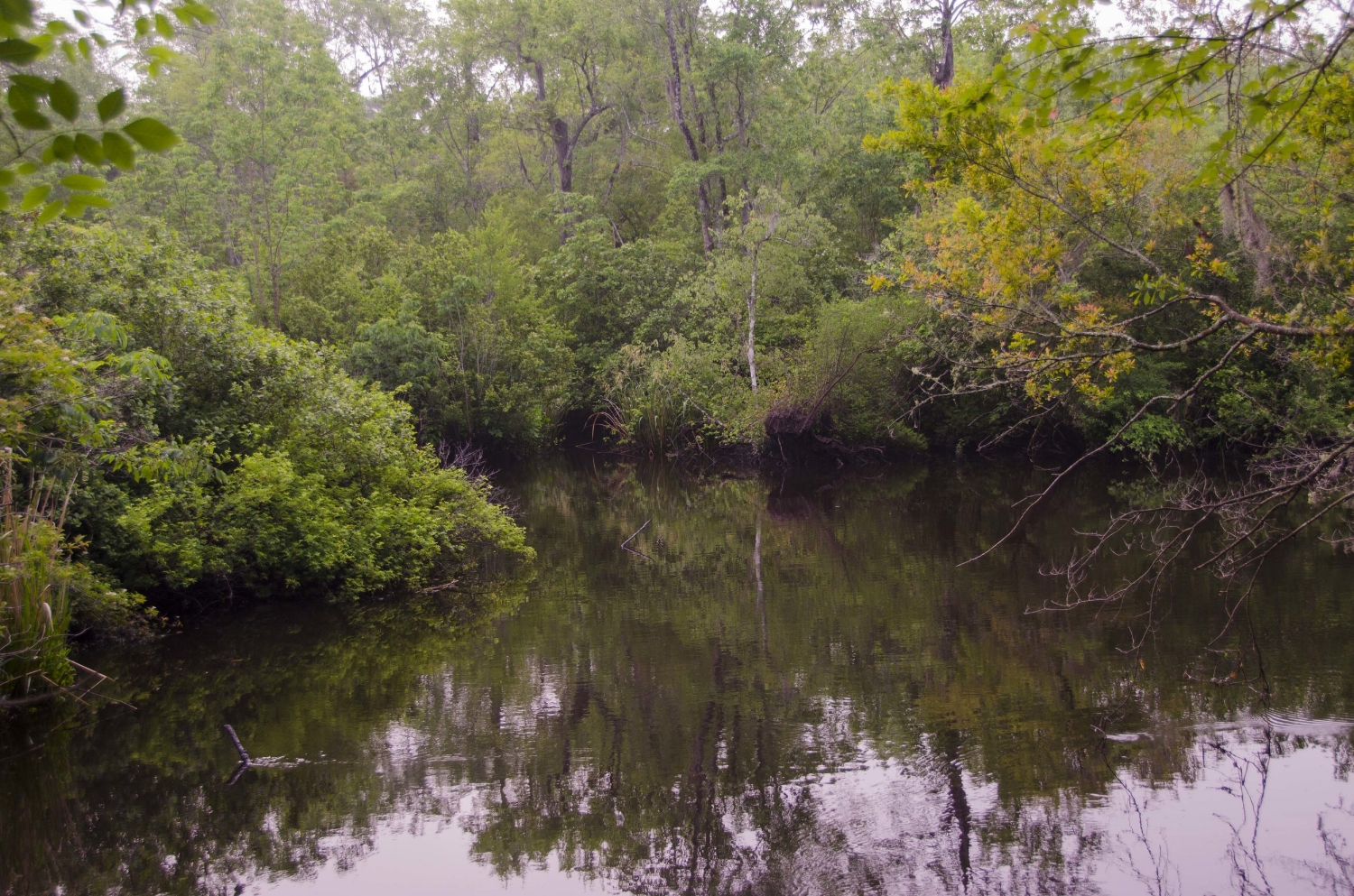 This view of the Edisto River is your reward for following the Edisto Nature Trail boardwalk to its end.