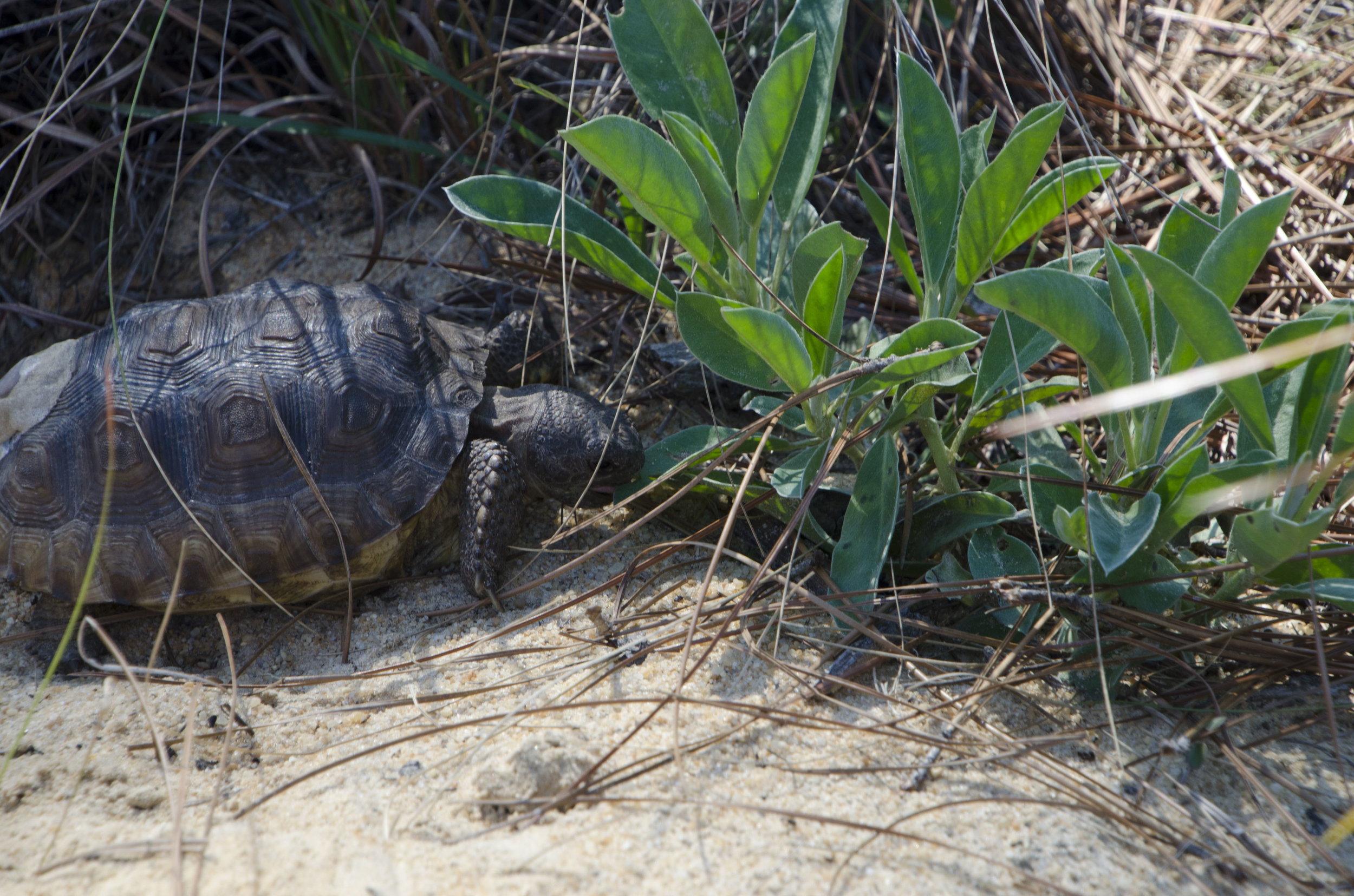 A released tortoise gives one of the many forage plants available in its new landscape a try.